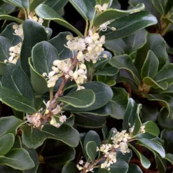 Round Leaf Tea Olive (Osmanthus Heterophyllus 'Rotundifolius') - 1 Gallon Pot