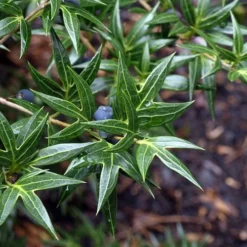 Sasaba Bamboo Leaf Tea Olive - 1 Gallon Pot