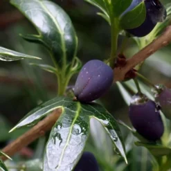 Sasaba Bamboo Leaf Tea Olive - 1 Gallon Pot -Green Garden Outdoor Shop osmanthus heterophyllus sasaba ivy leaf tea olive 2