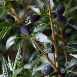 Sasaba Bamboo Leaf Tea Olive - 1 Gallon Pot -Green Garden Outdoor Shop osmanthus heterophyllus sasaba ivy leaf tea olive 5