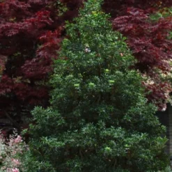 Sasaba Bamboo Leaf Tea Olive - 1 Gallon Pot -Green Garden Outdoor Shop osmanthus heterophyllus sasaba ivy leaf tea olive 8