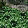 Pachysandra - Japanese Spurge - 18 Count Flat Of Pint Pots