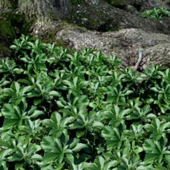 Pachysandra - Japanese Spurge - 18 Count Flat Of Pint Pots