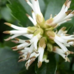 Pachysandra - Japanese Spurge - 18 Count Flat Of Pint Pots -Green Garden Outdoor Shop pachysandra terminalis japanese spurge 109