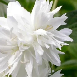 Minnesota Snowflake Mock Orange (Philadelphus) - 1 Gallon Pot -Green Garden Outdoor Shop philadelphus minnesota snowflake mock orange 3