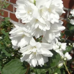 Minnesota Snowflake Mock Orange (Philadelphus) - 1 Gallon Pot -Green Garden Outdoor Shop philadelphus minnesota snowflake mock orange 4