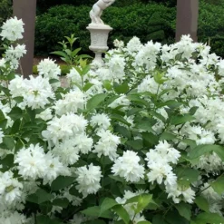 Minnesota Snowflake Mock Orange (Philadelphus) - 1 Gallon Pot -Green Garden Outdoor Shop philadelphus minnesota snowflake mock orange 5