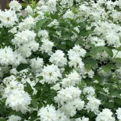 Minnesota Snowflake Mock Orange (Philadelphus) - 1 Gallon Pot