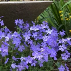 Blue Moon Woodland Phlox - 1 Gallon Pot