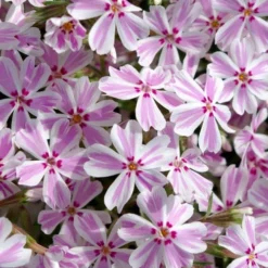 Candy Stripe Creeping Phlox - 5 Pack Of Pint Pots