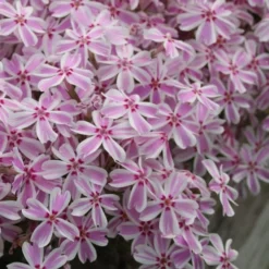 Candy Stripe Creeping Phlox - 5 Pack Of Pint Pots -Green Garden Outdoor Shop phlox subulata candy stripe creeping 27 1
