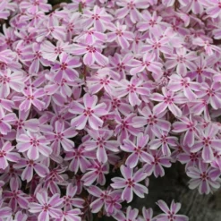 Candy Stripe Creeping Phlox - 5 Pack Of Pint Pots -Green Garden Outdoor Shop phlox subulata candy stripe creeping 29 1