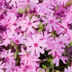 Pink Creeping Phlox - 18 Pack Of Pint Pots 8 Pink Creeping Phlox - 18 Pack Of Pint Pots -Green Garden Outdoor Shop phlox subulata pink creeping 1