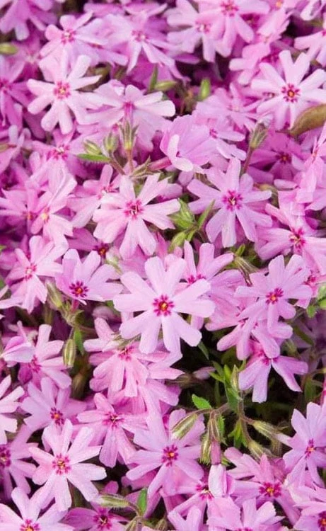 Pink Creeping Phlox - 18 Pack Of Pint Pots 4 Pink Creeping Phlox - 18 Pack Of Pint Pots - Image 4