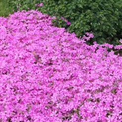 Pink Creeping Phlox - 18 Pack Of Pint Pots 9 Pink Creeping Phlox - 18 Pack Of Pint Pots -Green Garden Outdoor Shop phlox subulata pink creeping 2