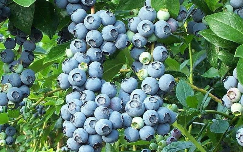 Brightwell Rabbiteye Blueberry - 1 Gallon Pot 4 Brightwell Rabbiteye Blueberry - 1 Gallon Pot - Image 4