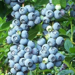 Brightwell Rabbiteye Blueberry - 7 Gallon Pot -Green Garden Outdoor Shop picture 6424 brightwell rabbiteye blueberry 2