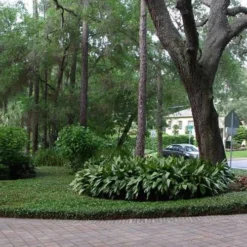 Asian Jasmine (Trachelospermum Asiaticum) - 72 Pack Of 3.5" Pint Pots -Green Garden Outdoor Shop picture asian jasmine 8