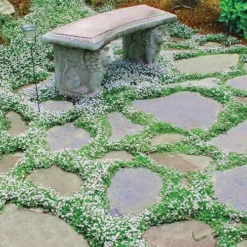 Blue Star Creeper (Laurentia Fluviatilis) - 5 Pack Of Pint Pots 16 Blue Star Creeper (Laurentia Fluviatilis) - 5 Pack Of Pint Pots -Green Garden Outdoor Shop picture ble star creeper 6