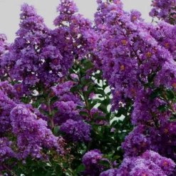 Twilight Purple Crape Myrtle (Single Trunk Tree) - 3 Gallon Pot -Green Garden Outdoor Shop picture crape myrtle twilight 1 1