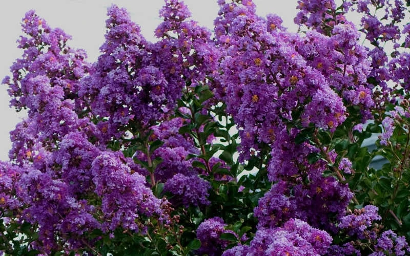 Twilight Purple Crape Myrtle - 3 Gallon Pot 7 Twilight Purple Crape Myrtle - 3 Gallon Pot - Image 7