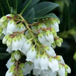 Southern Lady Pieris - 3 Gallon Pot -Green Garden Outdoor Shop pieris japonica southern lady 1
