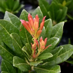 Southern Lady Pieris - 3 Gallon Pot -Green Garden Outdoor Shop pieris japonica southern lady 2