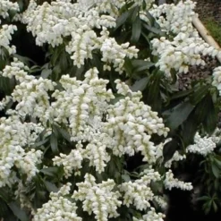Southern Lady Pieris - 3 Gallon Pot