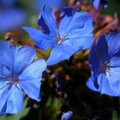 Hardy Blue Plumbago (Ceratostigma Plumbaginoides) - 10 Pack Of Quart Pots -Green Garden Outdoor Shop plumbago hardy blue perennial 1