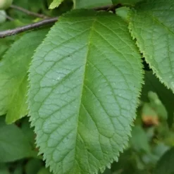 American Wild Plum Tree (Prunus Americana) - 1 Gallon Pot -Green Garden Outdoor Shop prunus americana american wild plum tree 10