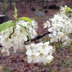 American Wild Plum Tree (Prunus Americana) - 1 Gallon Pot -Green Garden Outdoor Shop prunus americana american wild plum tree 11