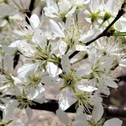 American Wild Plum Tree (Prunus Americana) - 1 Gallon Pot -Green Garden Outdoor Shop prunus americana american wild plum tree 5