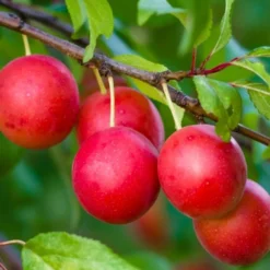 American Wild Plum Tree (Prunus Americana) - 1 Gallon Pot -Green Garden Outdoor Shop prunus americana american wild plum tree 6