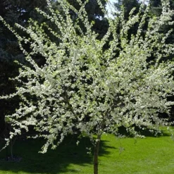 American Wild Plum Tree (Prunus Americana) - 1 Gallon Pot -Green Garden Outdoor Shop prunus americana american wild plum tree 9