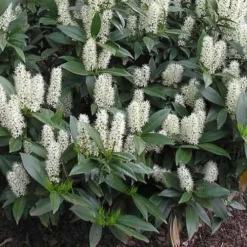 Zabel Laurel (Prunus Laurocersasus 'Zabeliana') - 6 Pack Of 1 Gallon Pots -Green Garden Outdoor Shop prunus laurocerasus zabeliana zabel cherry laurel 1