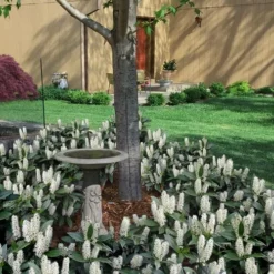 Zabel Laurel (Prunus Laurocersasus 'Zabeliana') - 6 Pack Of 1 Gallon Pots -Green Garden Outdoor Shop prunus laurocerasus zabeliana zabel cherry laurel 2