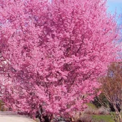 Okame Pink Flowering Cherry Tree - 3 Gallon Pot