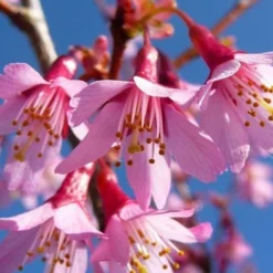Okame Pink Flowering Cherry Tree - 3 Gallon Pot -Green Garden Outdoor Shop prunus okame flowering cherry 4
