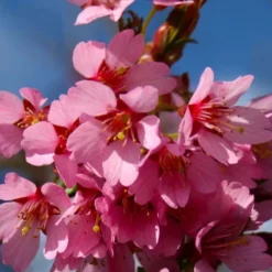 Okame Pink Flowering Cherry Tree - 3 Gallon Pot -Green Garden Outdoor Shop prunus okame flowering cherry 6