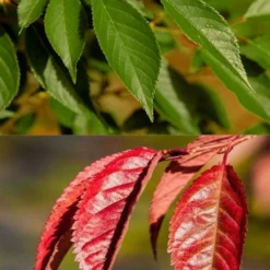 Okame Pink Flowering Cherry Tree - 3 Gallon Pot -Green Garden Outdoor Shop prunus okame flowering cherry 7