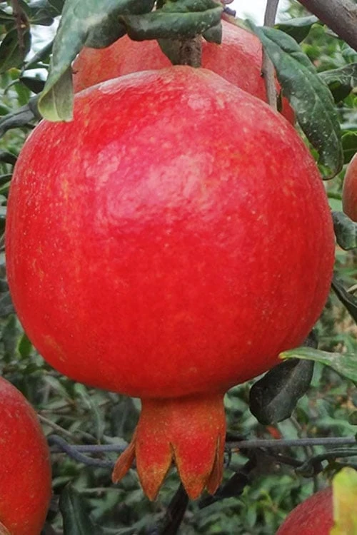 Russian Cold Hardy Pomegranate - 3 Gallon Pot 1 Russian Cold Hardy Pomegranate - 3 Gallon Pot