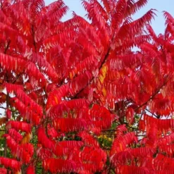 Staghorn Sumac (Rhus Typhina) - 3 Gallon Pot