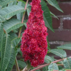 Staghorn Sumac (Rhus Typhina) - 1 Gallon Pot 14 Staghorn Sumac (Rhus Typhina) - 1 Gallon Pot -Green Garden Outdoor Shop rhus typhina staghorn sumac 2