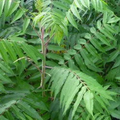 Staghorn Sumac (Rhus Typhina) - 1 Gallon Pot 13 Staghorn Sumac (Rhus Typhina) - 1 Gallon Pot -Green Garden Outdoor Shop rhus typhina staghorn sumac 3