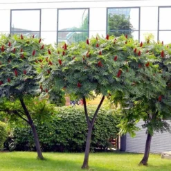 Staghorn Sumac (Rhus Typhina) - 3 Gallon Pot -Green Garden Outdoor Shop rhus typhina staghorn sumac 5 1
