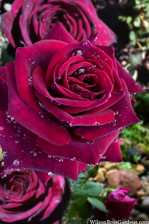 Crimson Knight Brindabella Rose - 2 Gallon Pot 1 Crimson Knight Brindabella Rose - 2 Gallon Pot