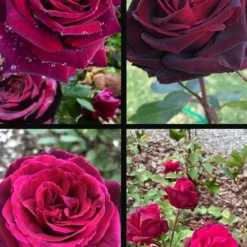 Crimson Knight Brindabella Rose - 2 Gallon Pot 9 Crimson Knight Brindabella Rose - 2 Gallon Pot -Green Garden Outdoor Shop rosa crimson knight brindabella rose 2