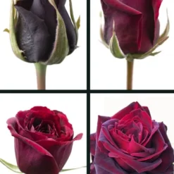 Crimson Knight Brindabella Rose - 2 Gallon Pot 8 Crimson Knight Brindabella Rose - 2 Gallon Pot -Green Garden Outdoor Shop rosa crimson knight brindabella rose 3