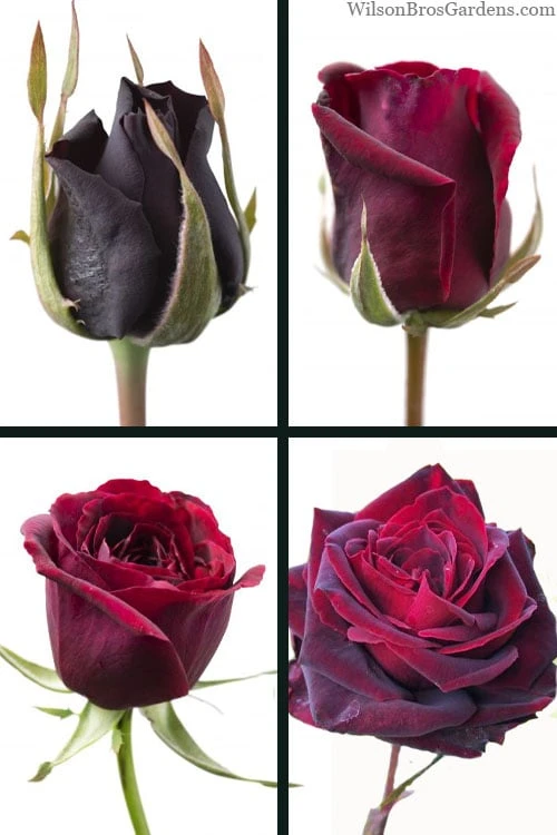 Crimson Knight Brindabella Rose - 2 Gallon Pot 4 Crimson Knight Brindabella Rose - 2 Gallon Pot - Image 4