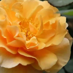 Rise Up Amberness Rose - 2 Gallon Pot 8 Rise Up Amberness Rose - 2 Gallon Pot -Green Garden Outdoor Shop rosa rise up amberness rose 1